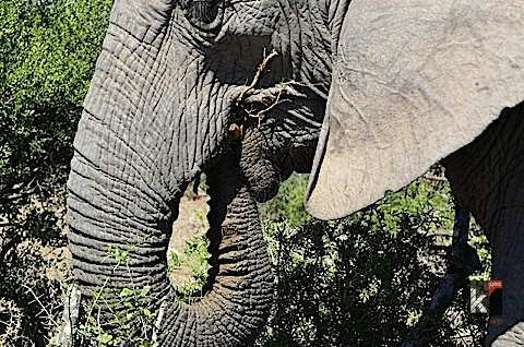 eating_elephant